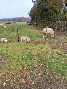 Het bezichtigen van de schapen met de lammetjes tijdens de wandeling.